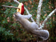 Squirrel eating apple