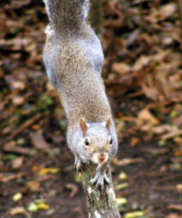 Squirrel looking at you