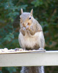 Squirrel eating