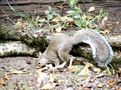 Squirrel digging