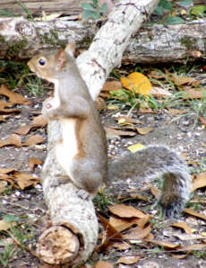 Squirrel looking standing on log