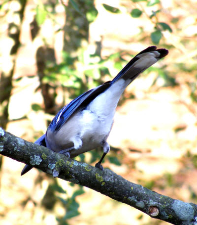 Bottoms Up!  Photo of a Blue Jay's bottom