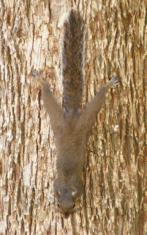 A squirrel in perfect formation on a tree