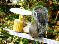 Squirrel eating corn