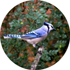 Picture link to Blue Jay Lover Gifts