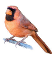 Cardinal for top of page logo