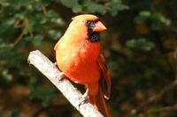 Cardinal on Branch wallpaper thumbnail