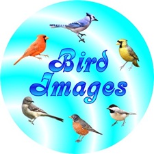 Picture link to Bird Lover gifts