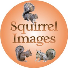 picture link to Squirrel lover gifts