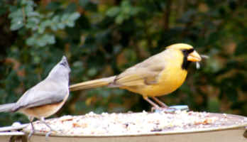 Birds eating