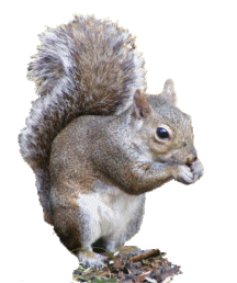 Squirrel eating, photo for logo 