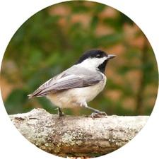 Picture link to Chickadee lover gifts