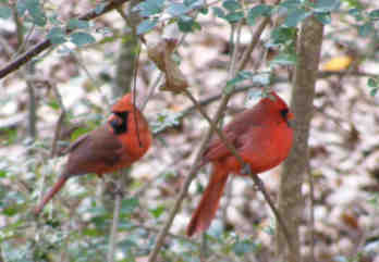 Cardinals in tree