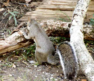 Squirrel praying