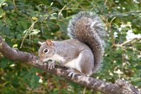 Picture link to squirrel free wallpaper