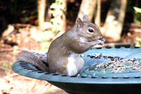 Picture link to free squirrel wallpaper