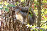 Picture link to free wallpaper of squirrels