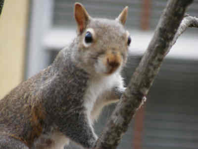 Squirrel looking