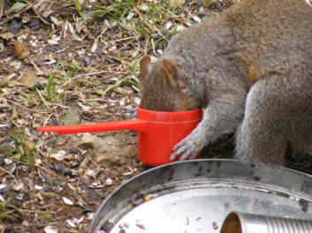 Squirrel with head in cup