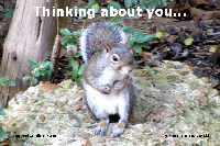 thumbnail of an ecard with squirrel on it to go to free ecards