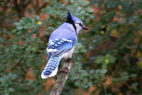 Blue Jay on Branch wallpaper tn