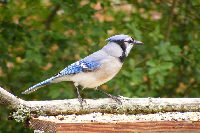 Blue Jay on feeder wallpaper tn