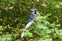 Blue Jay in Tree wallpaper tn.