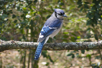 Blue Jay turned wallpaper tn.