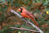 Cardinal sitting on a branch wallpaper tn