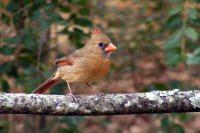 Female Cardinal standing on a tree branch wallpaper tn