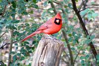 Cardinal on Post wallpaper tn