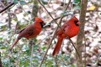 thumbnail for free wallpaper,  Two Cardinals in Tree