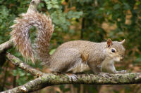 Squirrel climbing in tree wallpaper tn