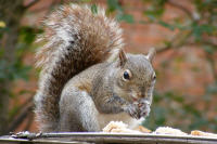 Squirrel happily eating bits of a sandwich, wallpaper tn