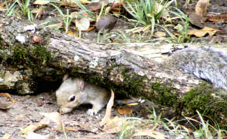 Squirrel under log