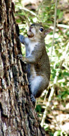 Squirrel climbing tree